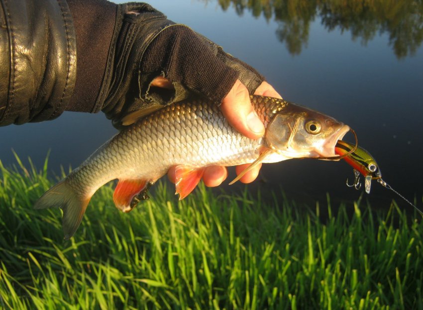 Все о рыбалке и снастях: какие купить, донка, спиннинг, где и как ловить рыбу?