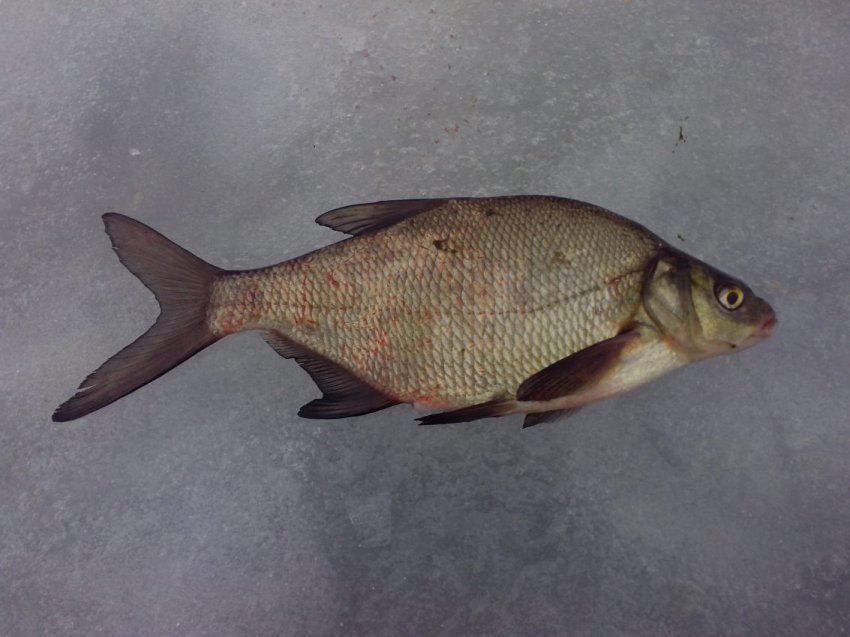 На что ловить подлещика, где лучше ловить, ловля в сентябре, поплавочной удочкой, видно