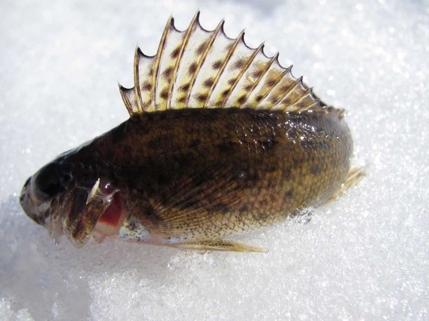 Бухта Коприно - база отдыха на рыбинском водохранилище: отзывы, фото и сколько стоит рыбалка?