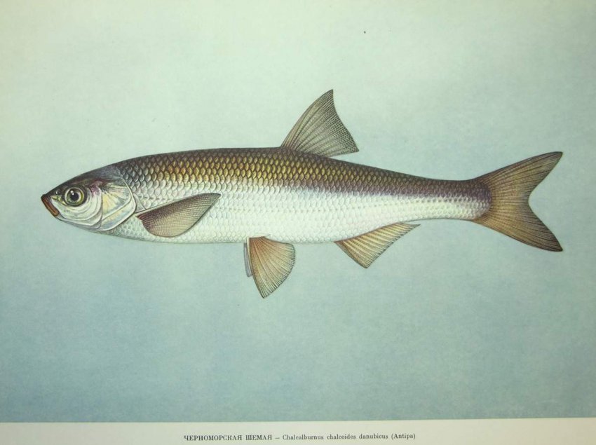 Рыба шамайка: описание, фотографии, штраф за ловлю и где водится, как выглядит?