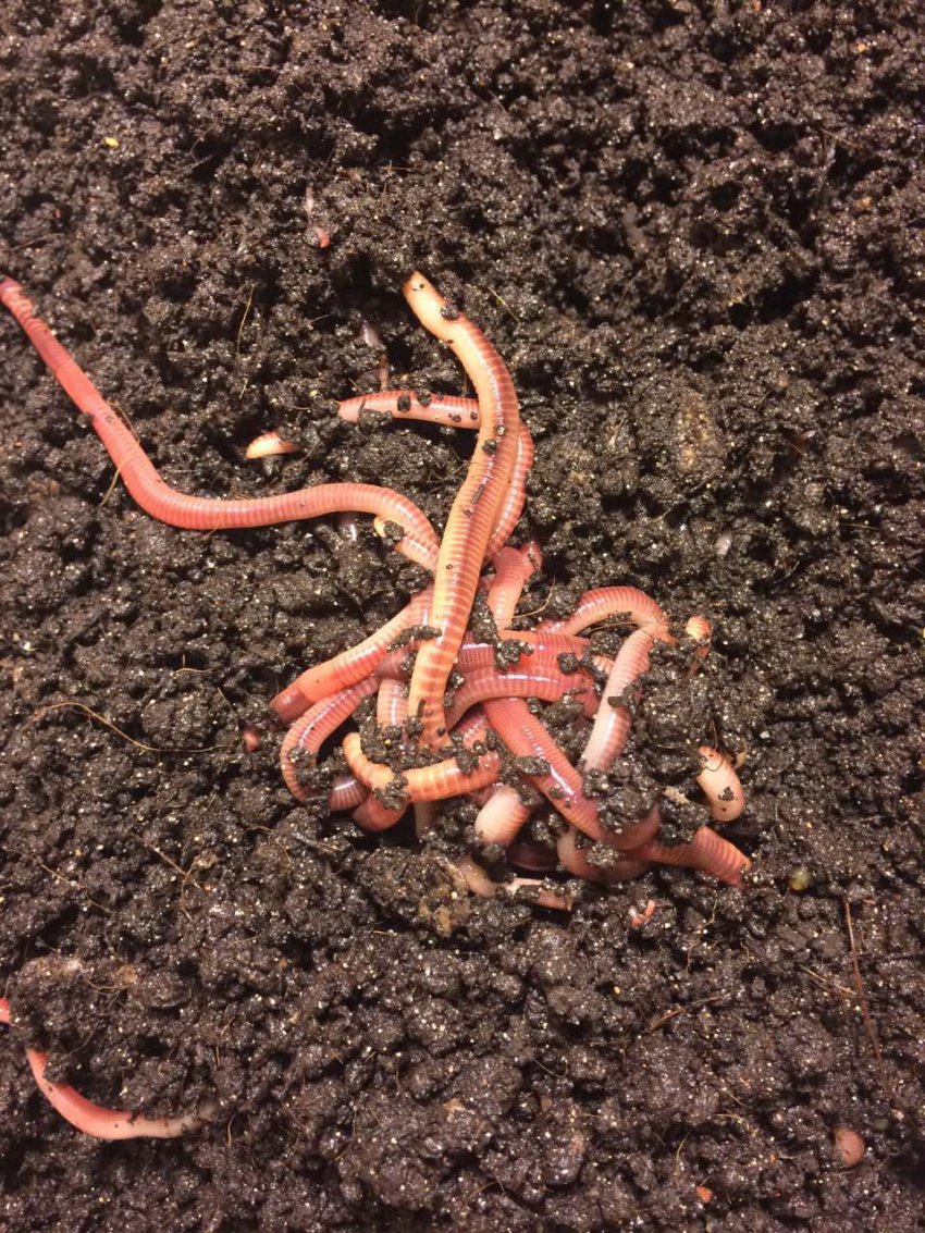 Как сохранить червей для рыбалки? Как сохранить дождевых червей в жару дома?