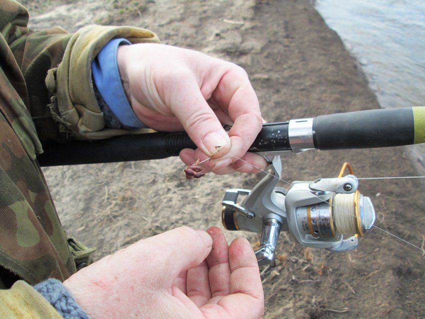 Как сохранить червей для рыбалки? Как сохранить дождевых червей в жару дома?