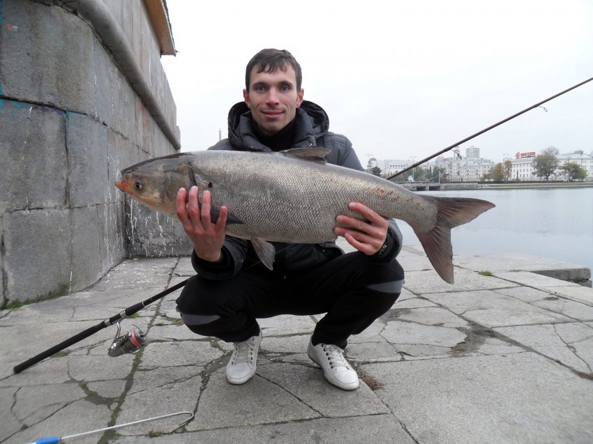 Снасть для ловли толстолобика своими руками: ловля на убийцу, донную снасть, видео