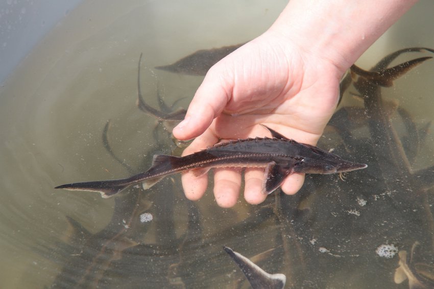 Как и на что ловят стерлядь: ловля на донки, видео, можно ли рыбачить по закону?
