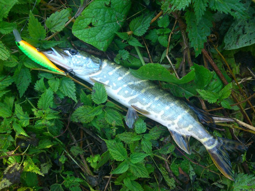 Обзор воблеров Тсуеки: Драга, Ватсон, Мовер и Шанс: отзывы, видео и копии известных брендов