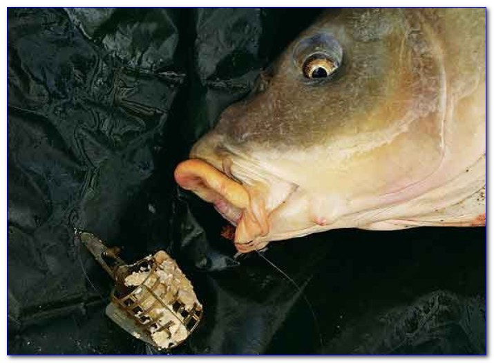 Прикормка для карпа весной своими руками - рецепты, как приготовить