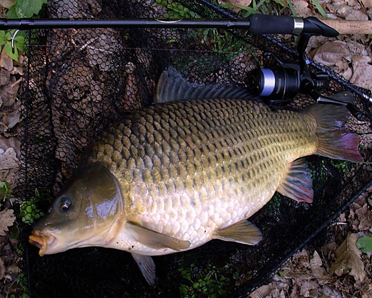 Прикормка для карпа весной своими руками - рецепты, как приготовить