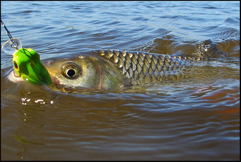 Платная рыбалка в Калининградской области сегодня на реке Неман Платная рыбалка в Калининградской области сегодня на реке Неман