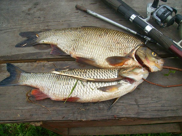 Как ловить голавля на майского жука правильно, где и когда - оснастка