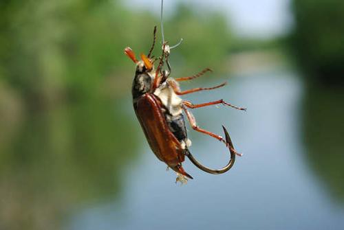 Как ловить голавля на майского жука правильно, где и когда - оснастка