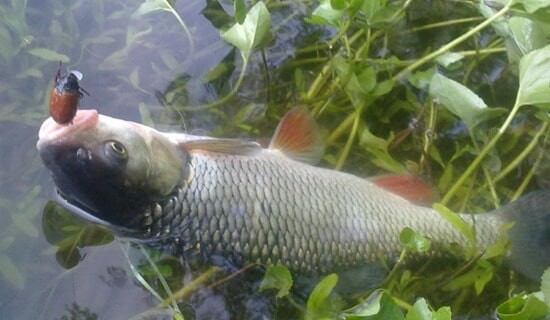 Как ловить голавля на майского жука правильно, где и когда - оснастка
