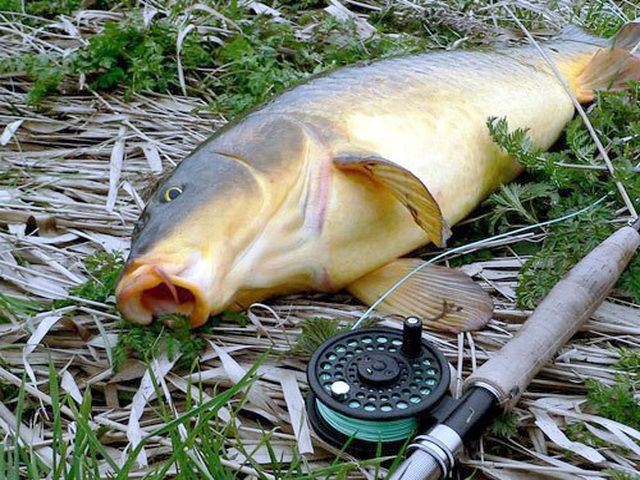 На что ловить карпа в мае лучше, как правильно ловить, на какие насадки