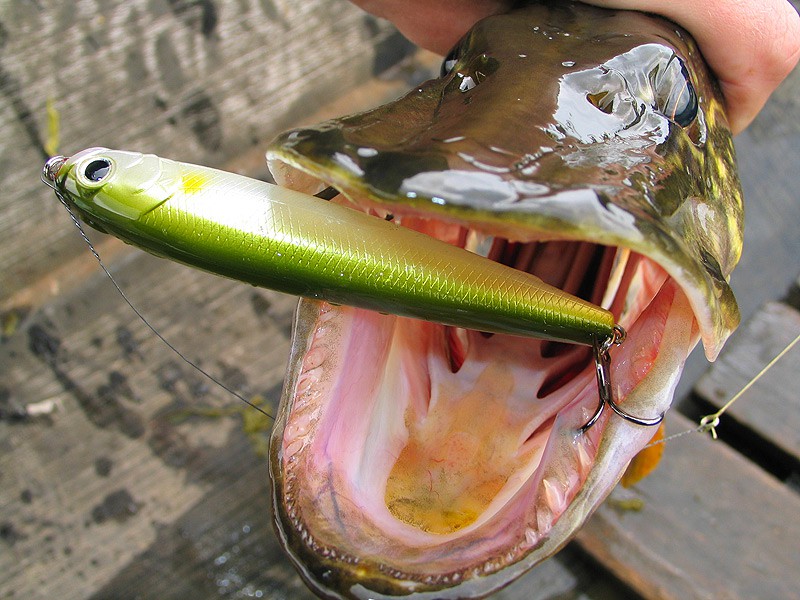 Как ловить щуку на спиннинг летом с берега правильно и где ловить