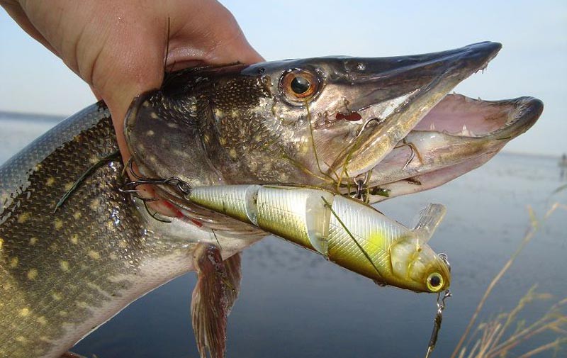 Как ловить щуку на спиннинг летом с берега правильно и где ловить