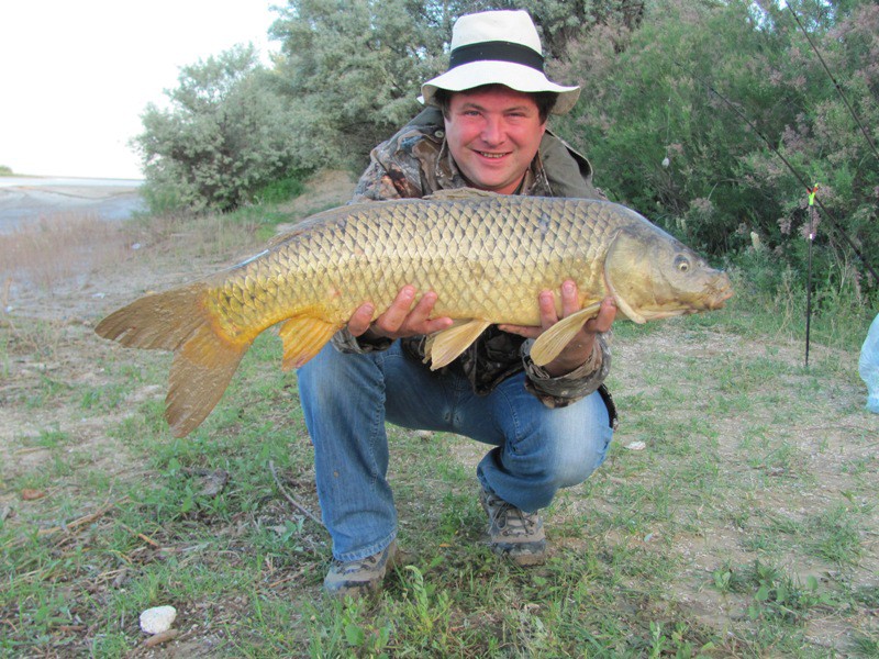 На что клюет сазан в июне - наживка, хлеб, видео. На какие бойлы лучше клюет сазан?