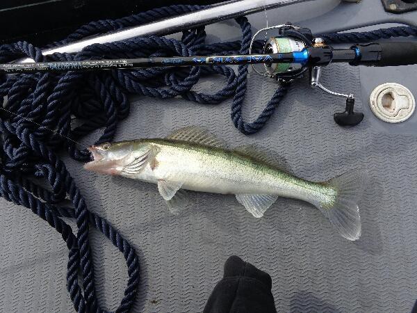 Ловля судака в сентябре на спиннинг - выбор спиннинга для джиговой ловли