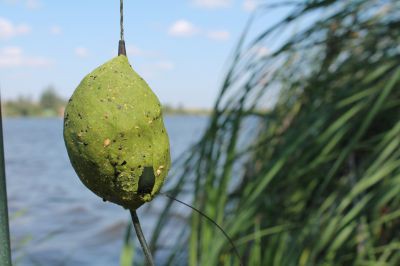 На что клюет белый амур - почему не клюет зимой