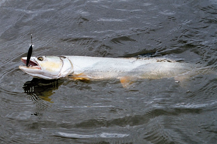 На что клюет белый амур - почему не клюет зимой
