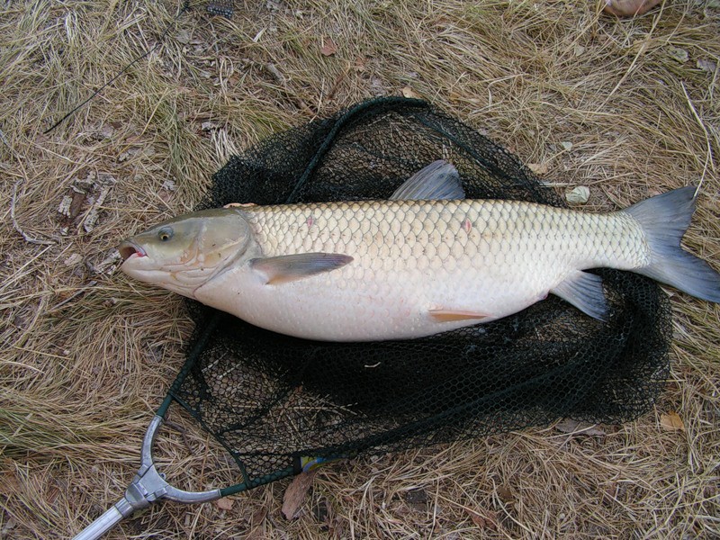 На что клюет белый амур - почему не клюет зимой