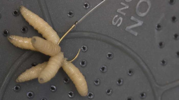 Как насаживать опарыша на крючок правильно - способы насаживания