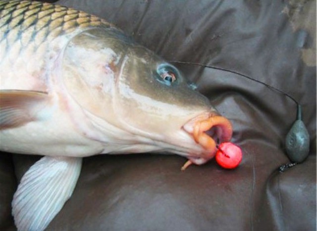 Как ловить на бойлы карпа и сазана правильно, на какие бойлы ловить