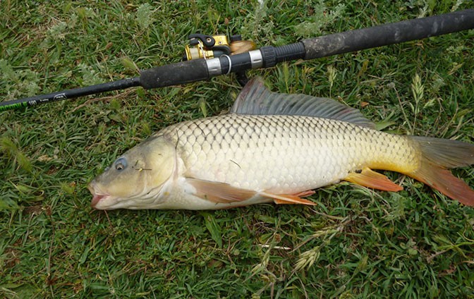 На что клюет карп в августе - в какую погоду и где лучше клюет На что клюет карп в августе - в какую погоду и где лучше клюет