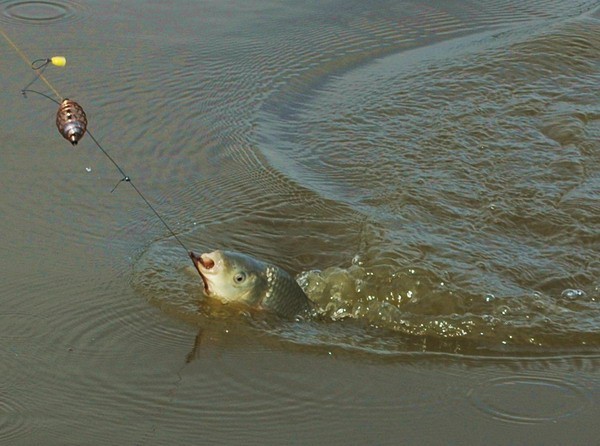 На что клюет карп в августе - в какую погоду и где лучше клюет На что клюет карп в августе - в какую погоду и где лучше клюет