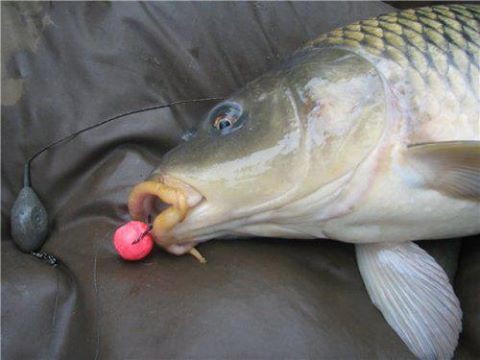 На что ловить карпа в сентябре, как и где - снасть и оснастка