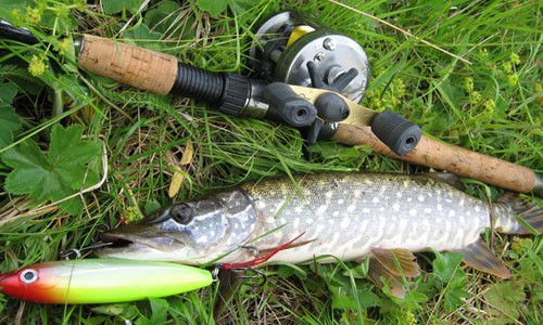 Щука в сентябре на спиннинг - как ловить щуку осенью, приманки