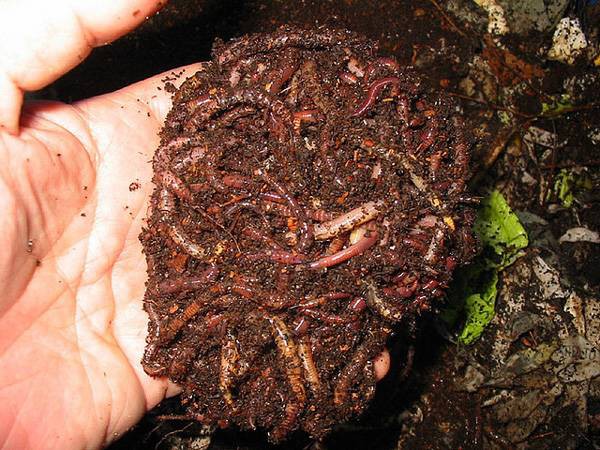 Как развести червей в домашних условиях правильно - видео, разведение дождевых червей