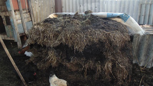 Как развести червей в домашних условиях правильно - видео, разведение дождевых червей