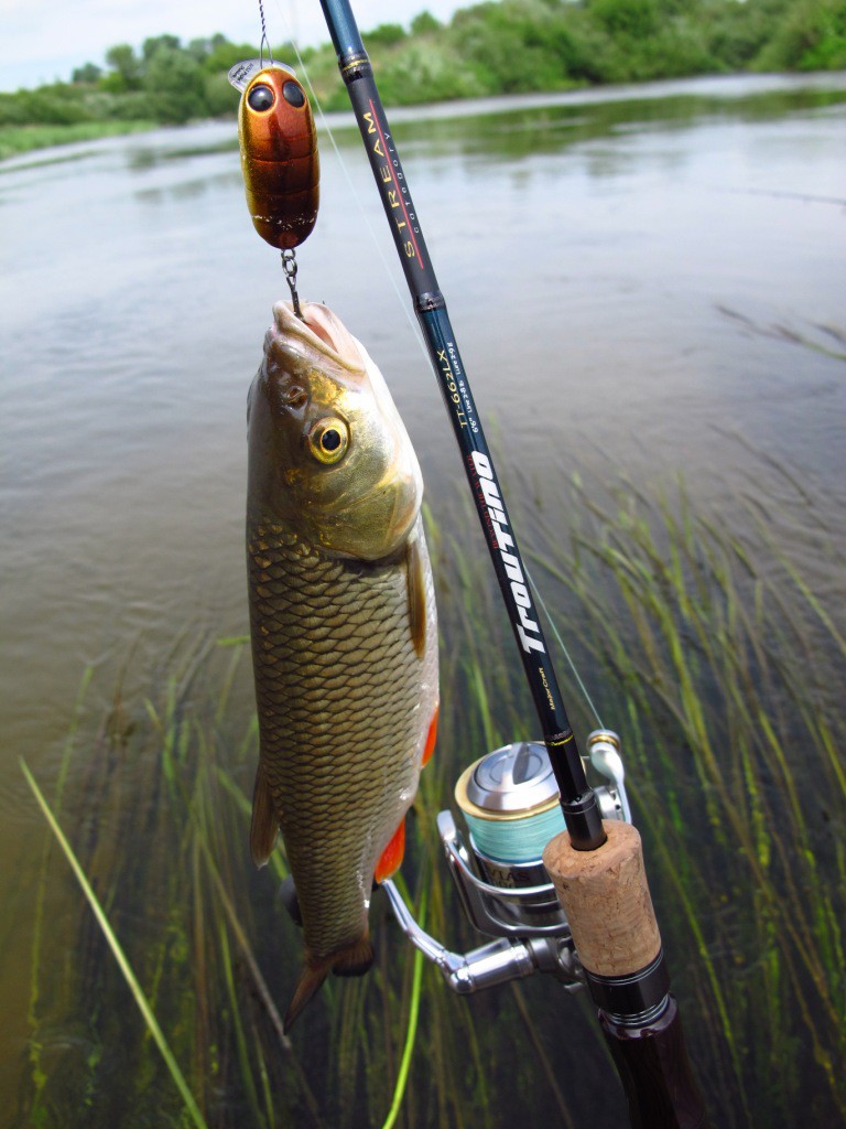 На что ловить голавля в августе - где и как правильно ловить на спиннинг