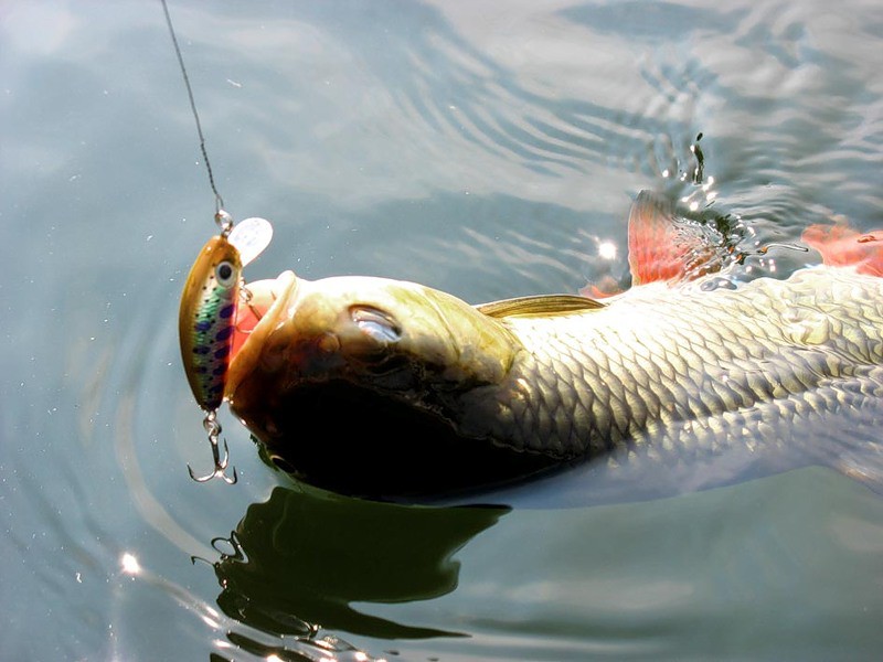 На что ловить голавля в августе - где и как правильно ловить на спиннинг