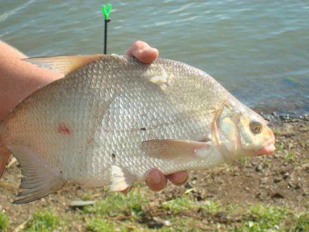 Как, где, на какую снасть и на что ловить подлещика правильно: ловим зимой, видео