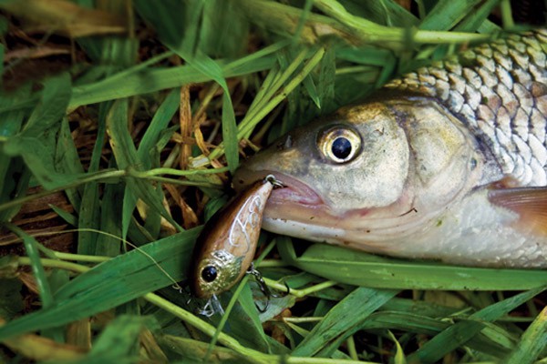 Ловля голавля на майского жука - видео, оснастка, снасть, тактика, место для ловли