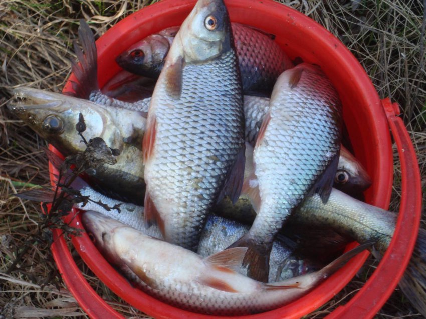 Рыба сорожка, ее описание, ловля сорожки осенью и зимой, на что ловить
