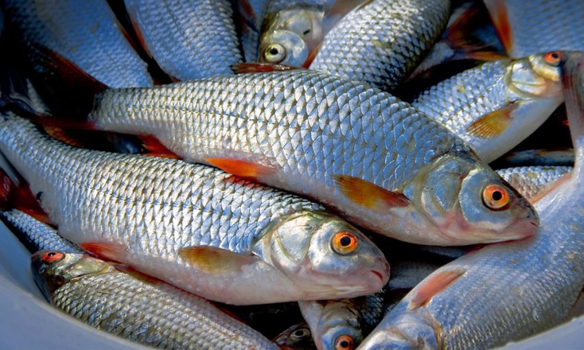 Рыба сорожка, ее описание, ловля сорожки осенью и зимой, на что ловить