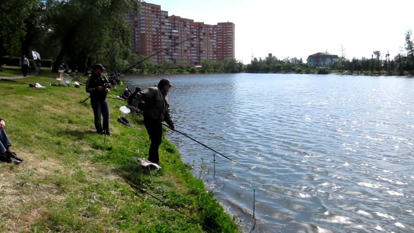 Рыбалка белая дача в Подмосковье - отзывы, цена платной рыбалки, контакты