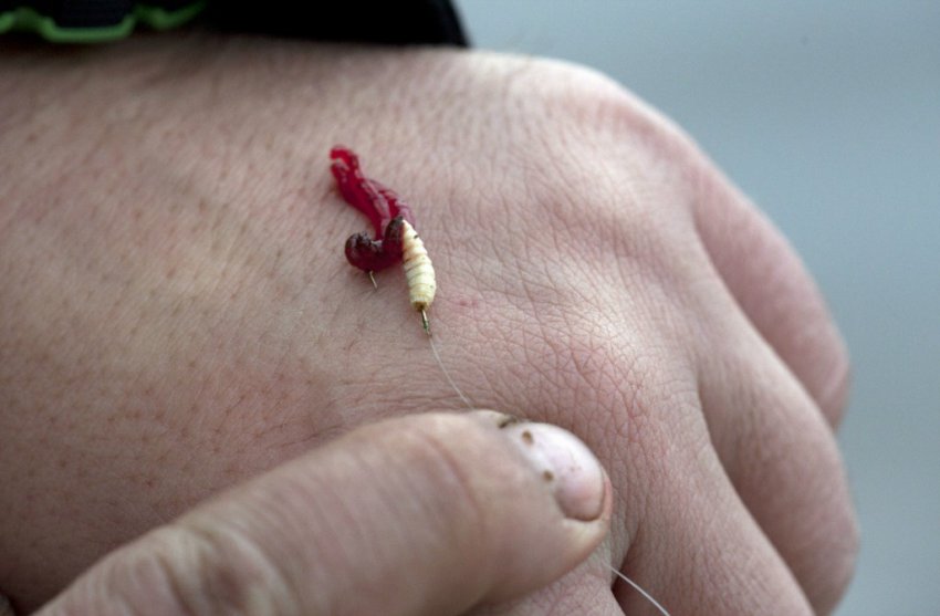 Как насаживать опарыша на крючок правильно - способы насаживания