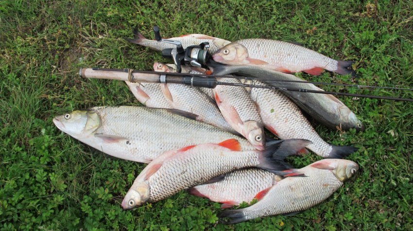 Методы ловли сазана в августе на бойлы на реке - прикормки