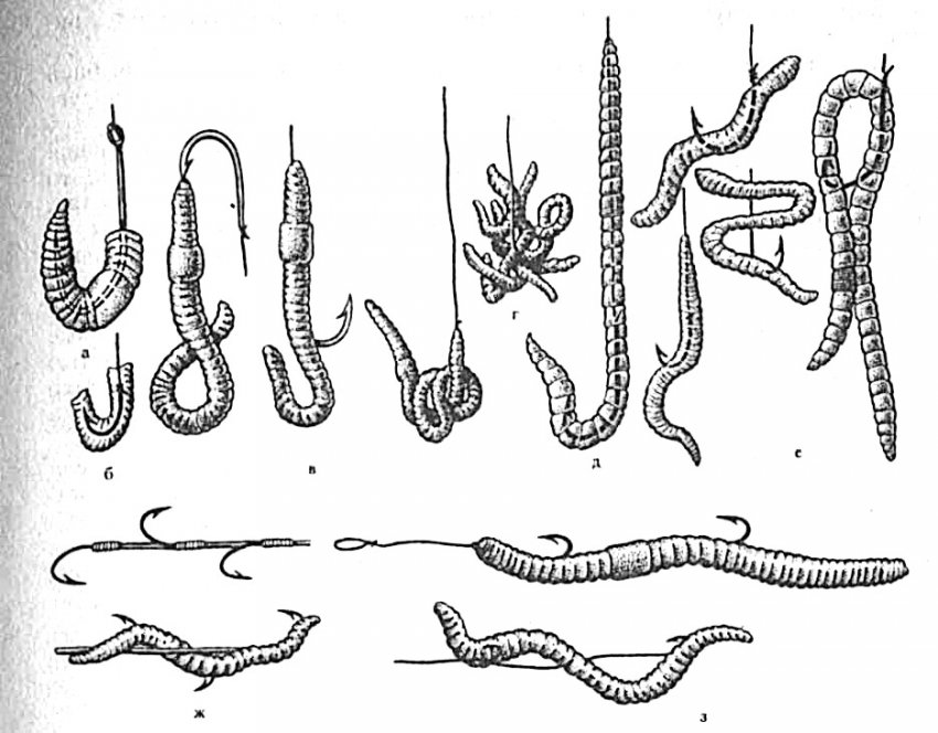 Как правильно насадить червя на крючок - насаживание дождевого червя