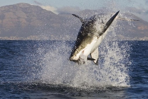 Какие акулы водятся в черном море? – СуперУлов – интернет-портал о рыбалке Какие акулы водятся в черном море? – СуперУлов – интернет-портал о рыбалке