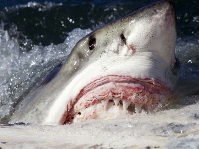 Какие акулы водятся в черном море? – СуперУлов – интернет-портал о рыбалке Какие акулы водятся в черном море? – СуперУлов – интернет-портал о рыбалке