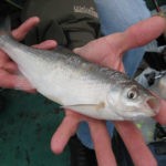 Какие акулы водятся в черном море? – СуперУлов – интернет-портал о рыбалке Какие акулы водятся в черном море? – СуперУлов – интернет-портал о рыбалке